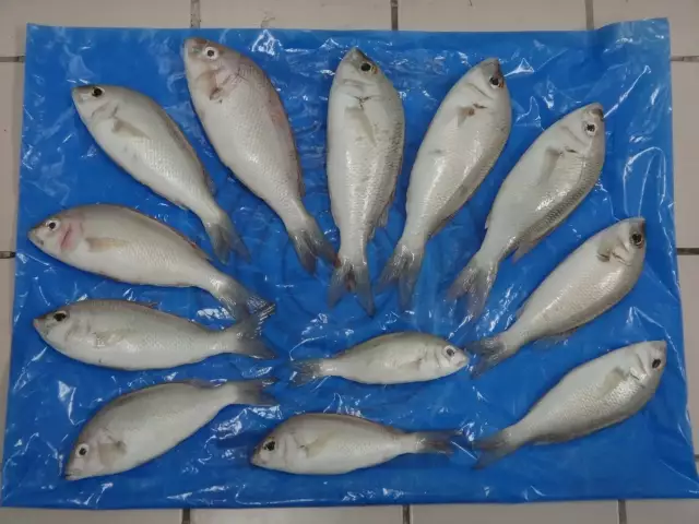 ONE DOZEN ABU LABAAN FISHES