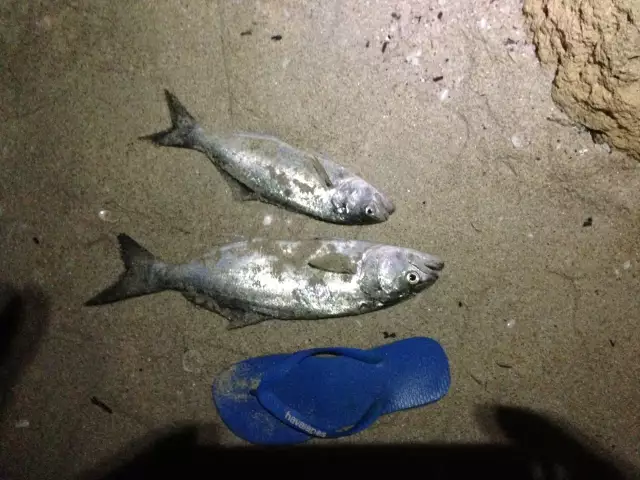got these at challenger beach