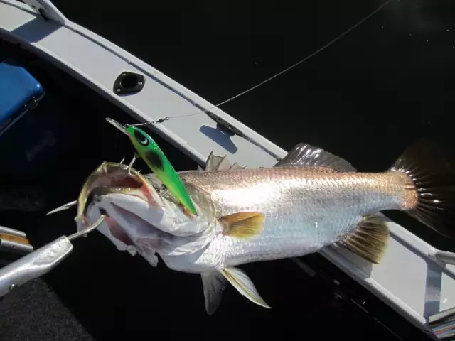Nice Barra........ Proserpine Dam