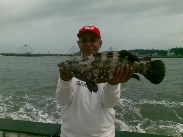 grouper from munambam, kerala