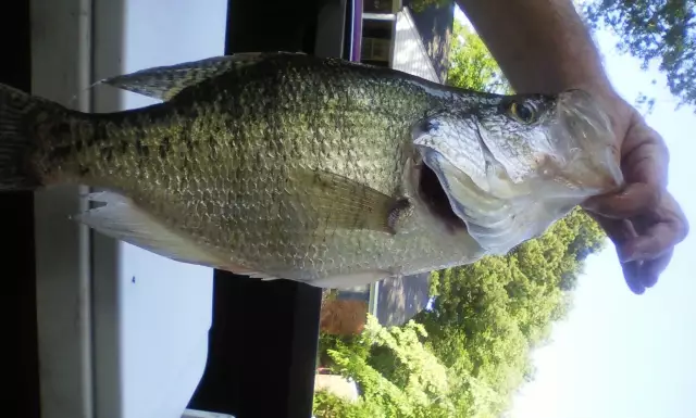 3.5 lb crappie