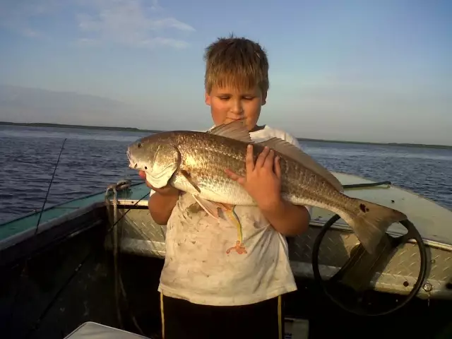 Big redfish
