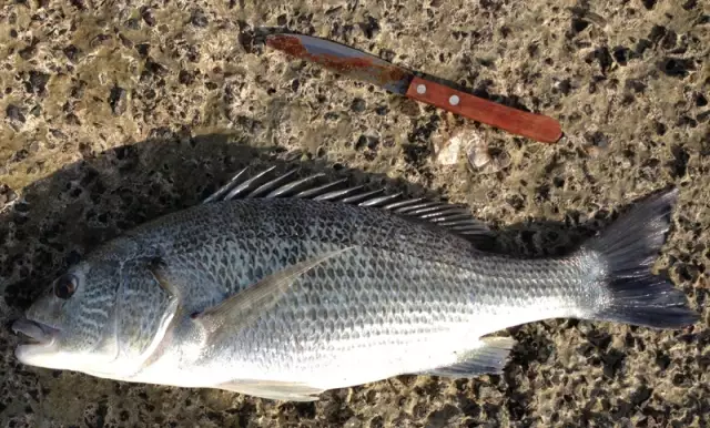 Nice Silver Grunt from Ajman the United Arab Emirates