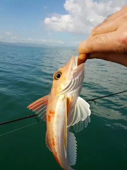 Mini Gurnard