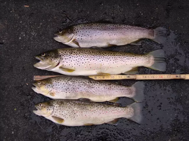 nice trout from a local stream