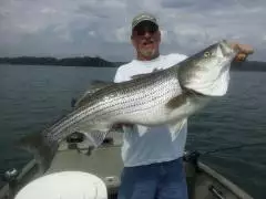 Striped Bass , Norris Lake Tn.