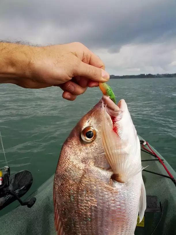 snapper kayak fishing