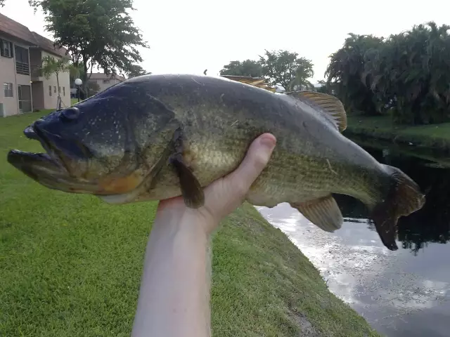 my biggest bass yet!