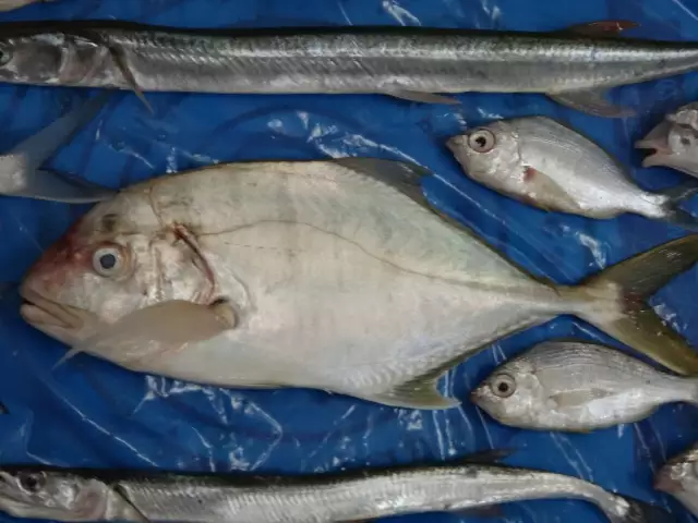 GOLDEN TREVALLY FLANKED BY GARFISHES