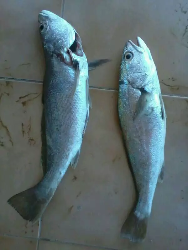 a freinds catch
