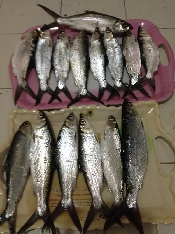 Milk Fishes from Ajman UAE