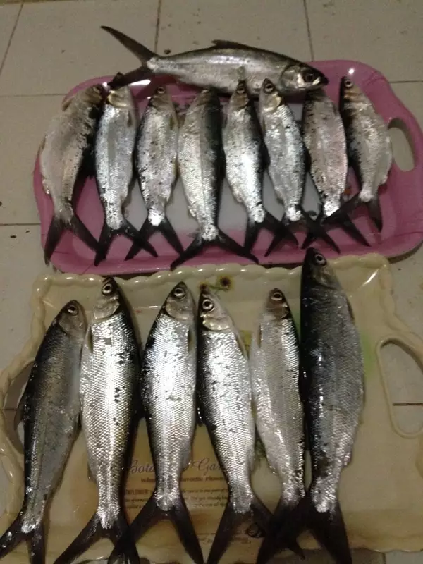 Milk fishes from Ajman UAE