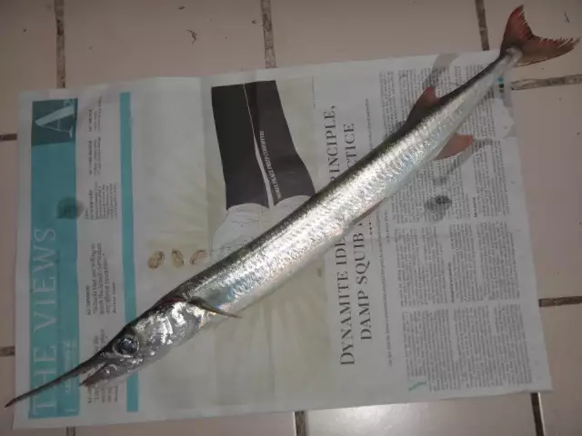 GARFISH - 20-10-13