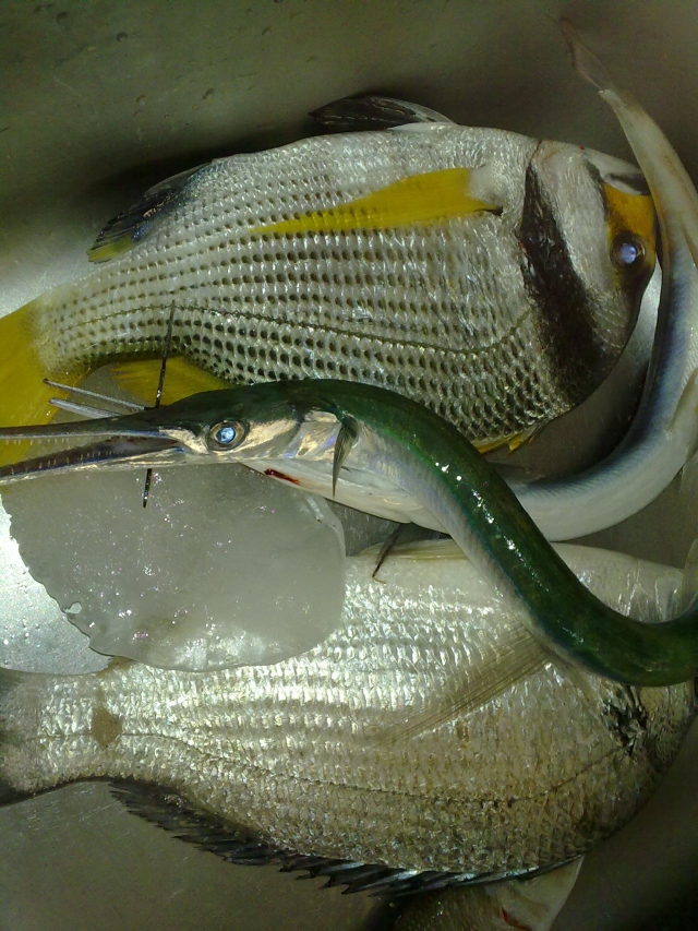 fishing in Al khor ,qatar Fishing Photo