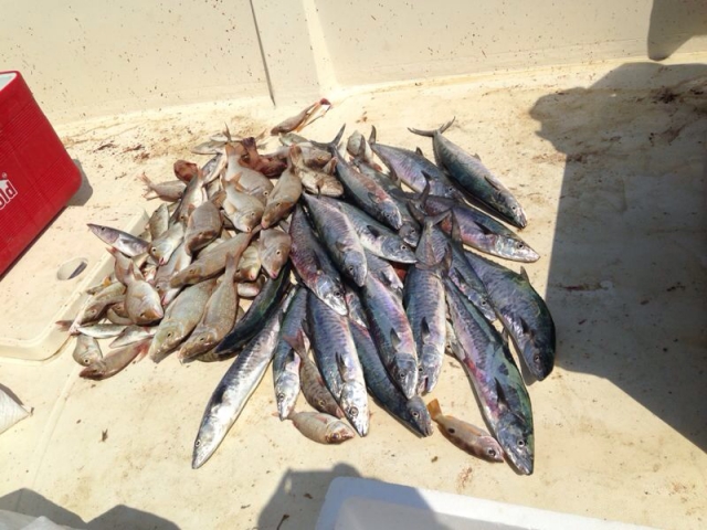 abu dhabi fishing