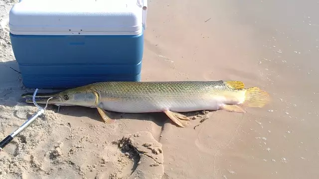 Alligator gar, Mississippi Sound