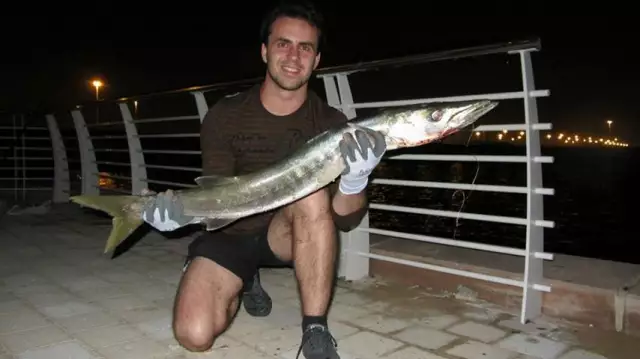 8 kilo baracuda in yas island