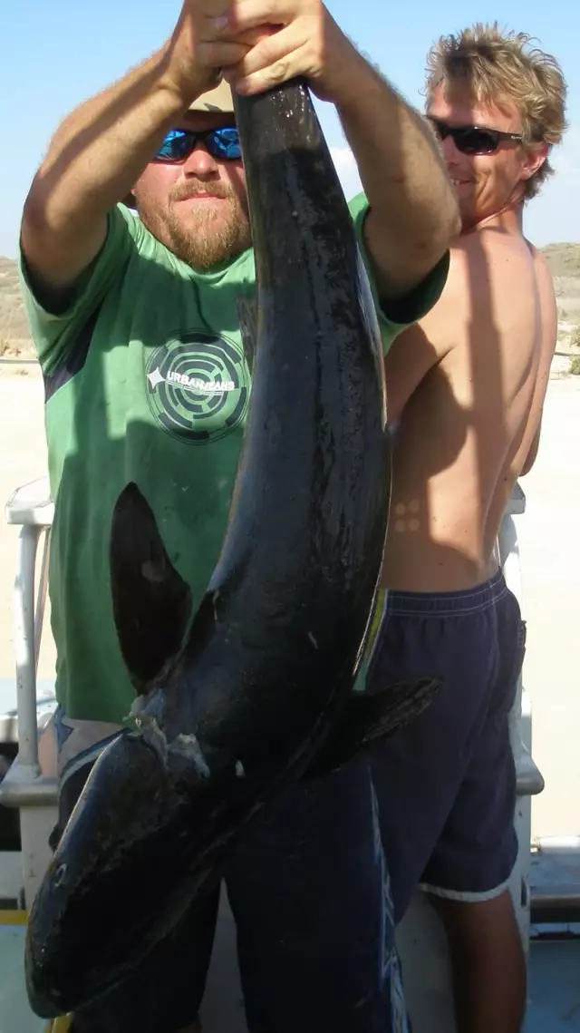 Holy Cobia!