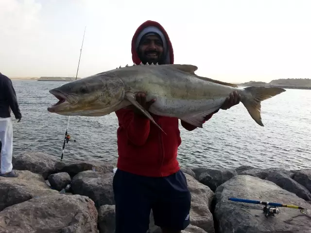 Cobia 16kg