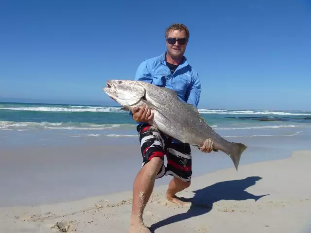 Big mulloway off the beach