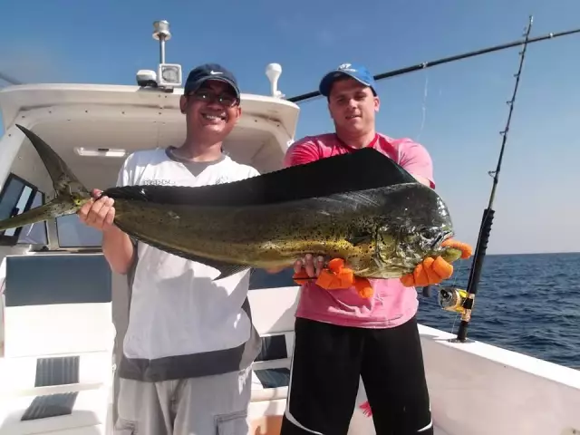 Dorado