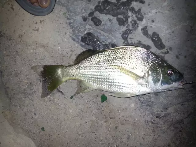 AJMAN