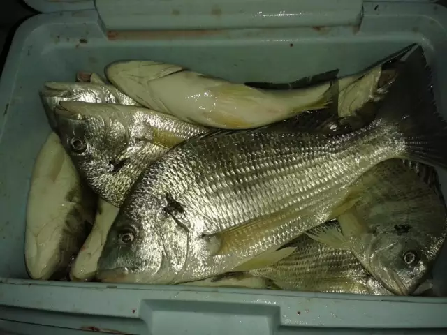 Night Fishing at Jubail-Jan 26 2014
