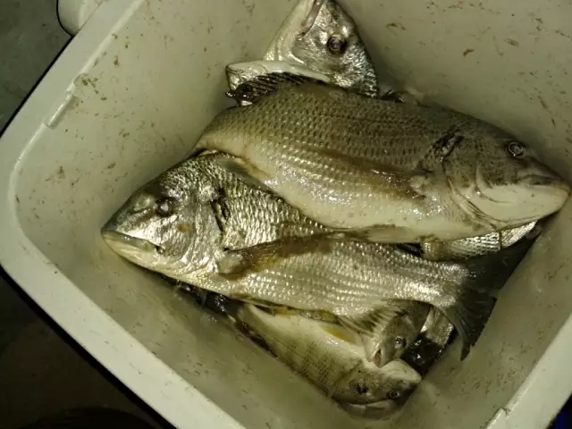 Night Fishing at Jubail - Jan 29 2014