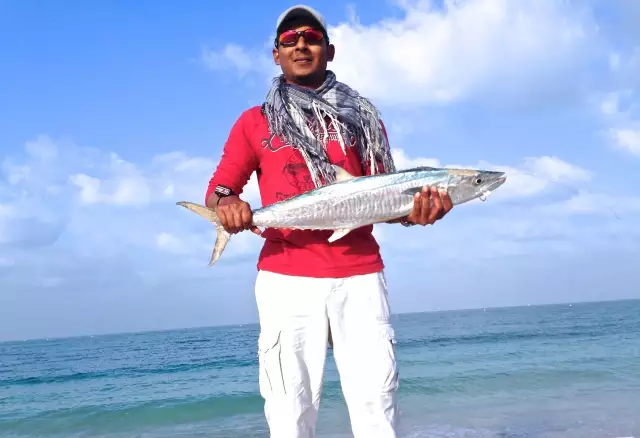 King Mackerel 4.5Kg