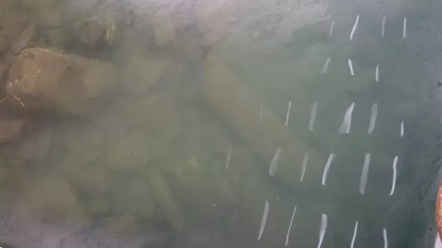 Underwater structure in estuary