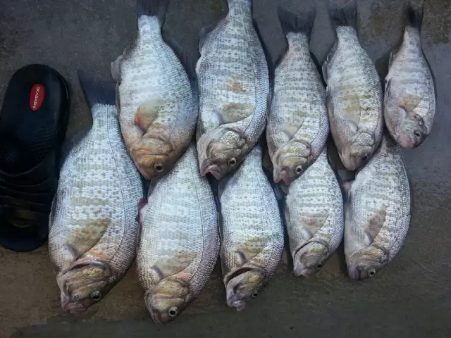 Perch Limit
