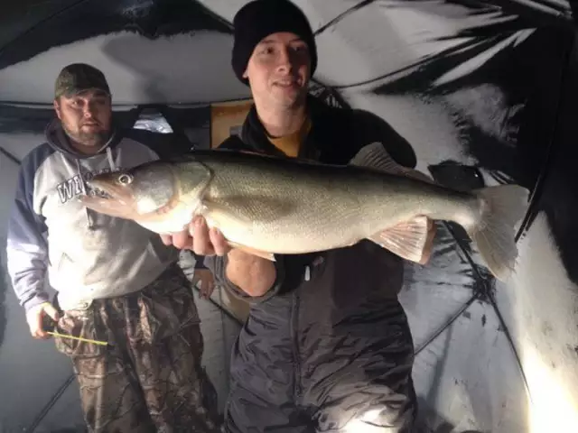 29.5 inch Walleye Jan 1 2014