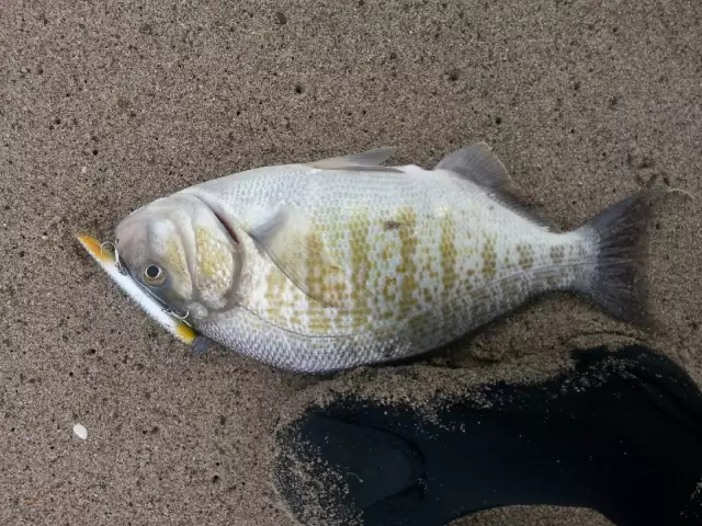 Perch on LC
