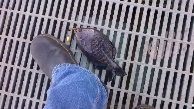 Pier perch on bead rig