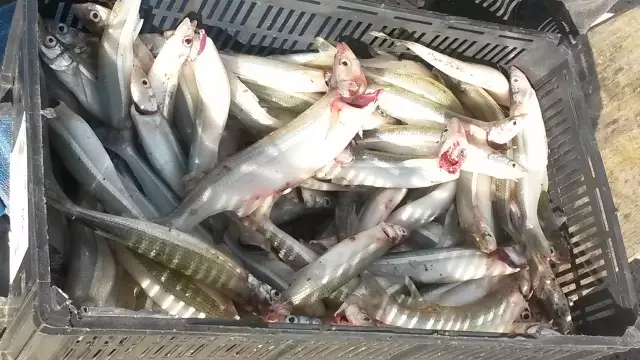 dia de pesca de pejerrey
