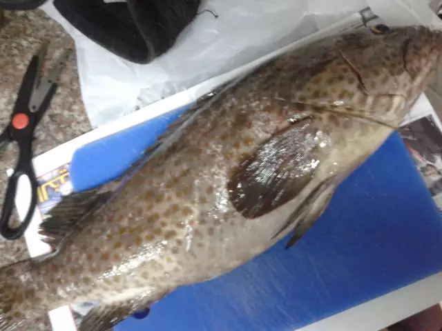 MARINA MALL BREAKWATER FISHING 23MAY2014