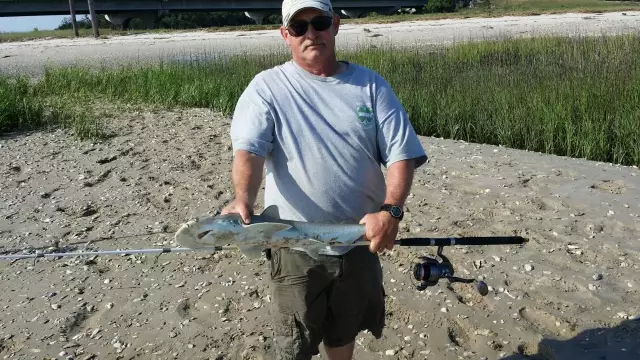 bonnet head shark