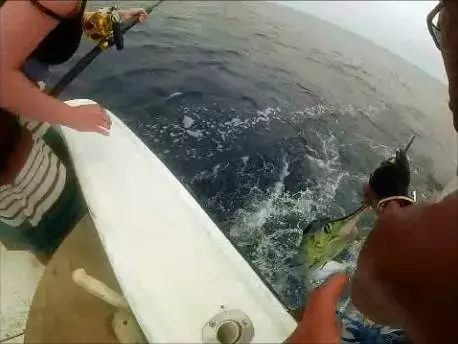 Roatan White Marlin Catch and Released