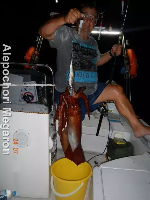 squid at alepochori