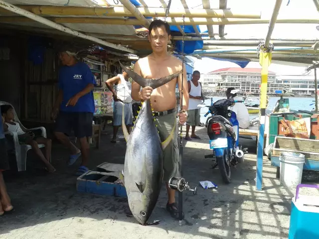 40 kg. yelow fin tuna