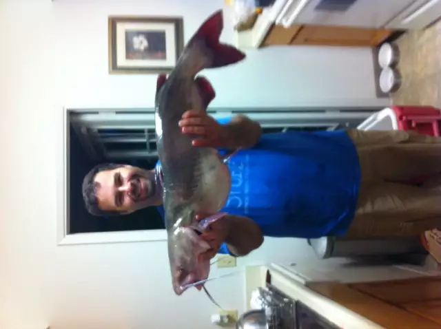 California catfish
