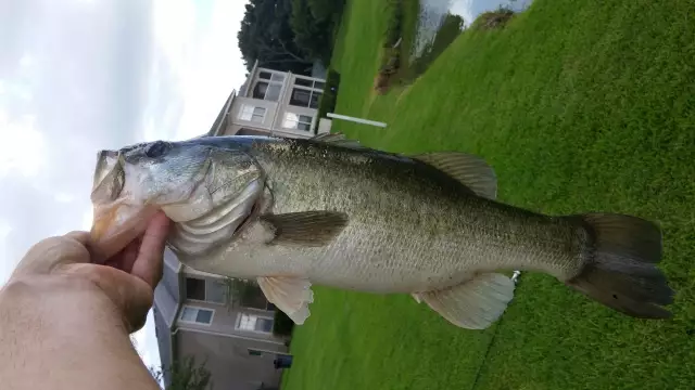 largemouth bass, Brandon, Florida