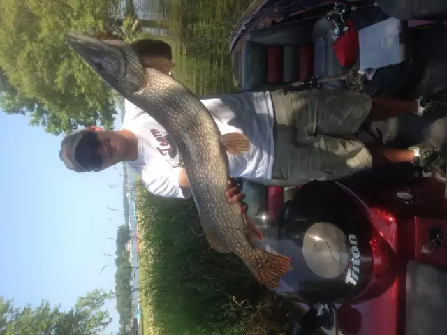 16 lb +