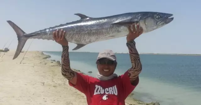 kingfish 15.64 kls