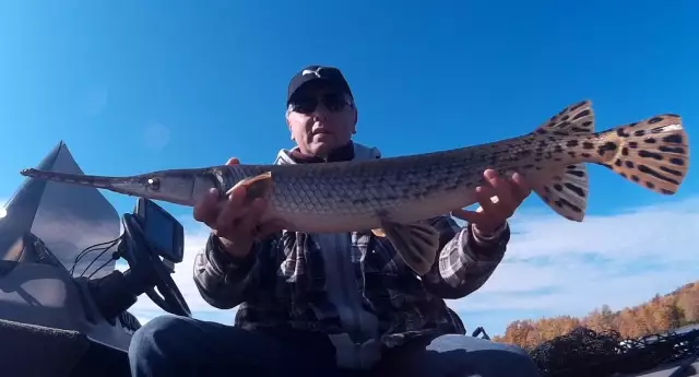 Sometimes strange things happen when Muskie fishing :)