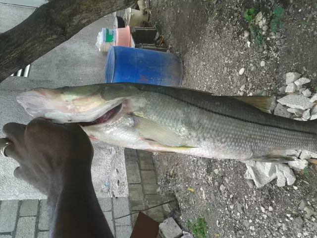 Snook caught with live pinchers on 20 lb braid