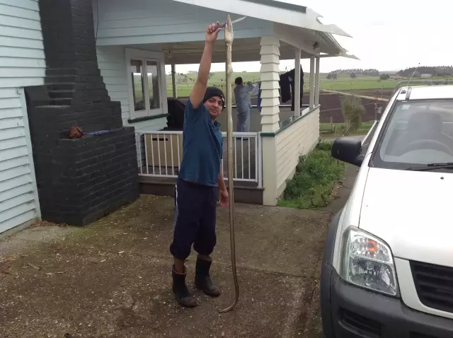 231 cms sea Eel from Kaitaia