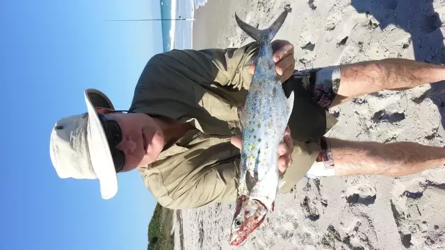 Spanish Mackeral