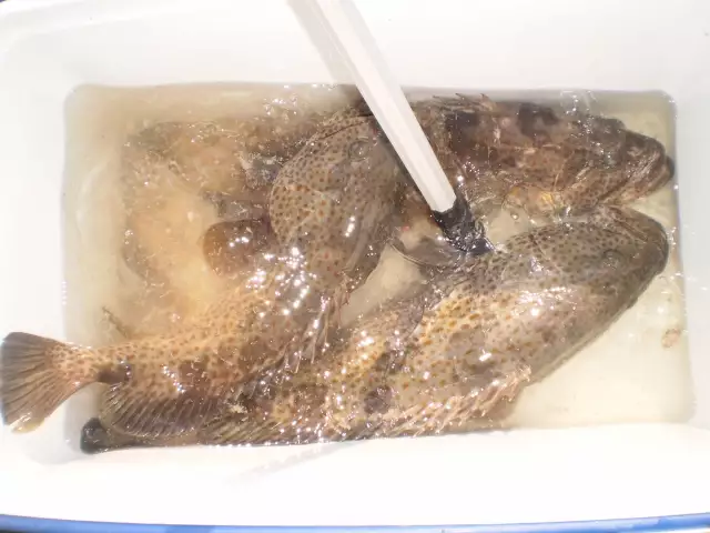MARINA MALL BREAKWATER FISHING 12DEC2014
