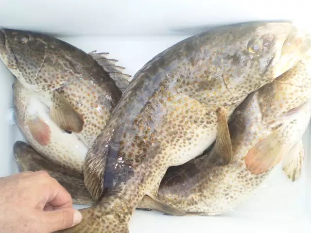 MARINA MALL BREAKWATER FISHING 12DEC2014